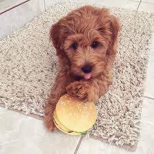 With their intelligence, naturally easy temperament and eagerness to please, goldendoodles can be successful guide dogs, service dogs, therapy dogs and sniffer dogs. Fzw7lhzdhr G M