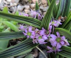 Image result for Ledebouria cooperi