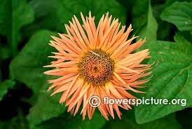 Pin On Gerbera Flamingoholland 36x4 2