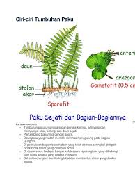 Beradasarkan bentuk dan ukuran dan susunannya daun tumbuhan paku dibedakan menjadi mikrofil dan makrofil. Tumbuhan Paku
