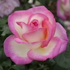 Some of the technologies we use are necessary for critical functions like security and site integrity, account authentication, security and privacy preferences, internal site usage and maintenance data, and to make the site work correctly for browsing and transactions. Rosier Princesse De Monaco Meimagarmic Rosier Meilland Beautiful Rose Flowers Beautiful Roses Hybrid Tea Roses