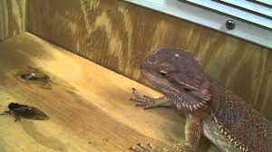 Have you ever wondered what your bearded dragon can eat? Bearded Dragon Eating Cicadas Youtube