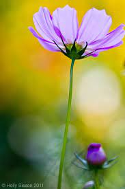 We did not find results for: End Of Summer Flowers Nature Photography Flower Summer Nature Photography Nature Photography Nature Photography Flowers