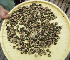 Image result for Canarium