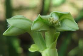 Image result for Monadenium torrei