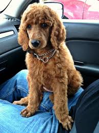 We are committed to raising excellent puppies and making lasting friendships with our new owners. Red Standard Poodle Puppy Poodle Standard Spoo Red Poodle Puppy Poodle Puppy Standard Toy Poodle