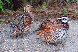 Zazzlemm Bobwhite Quail Wachte Huhnervogel Huhner