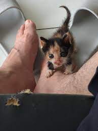 Pin On Cute Animals