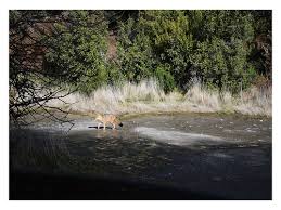 Dante Luis Franchini