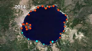 Image result for Craterostigma newtonii