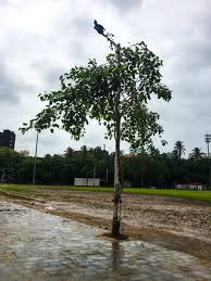 Mumbai Paused On Twitter 50treesofmumbai Location Azad Maidan 18 56 19 2 N 72 49 53 2 E I Am Not Good At Identifying Trees So I Will Give Them My Own Names Say Hi To Crow Drop Located on the salsette island of.