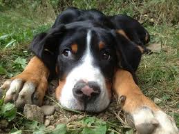 Es sollte auch mindestens ein garten vorhanden sein, da diese rasse auch freilauf benötigt und nicht nur in der. Grosser Schweizer Sennenhund Rasseportrait Planet Hund