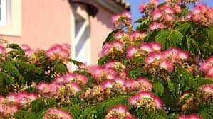 Flowering trees are a beautiful addition that bring color, wildlife, and shade to your yard. Trees For Small Yards This Old House