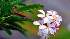 Find and download 1366 x 768 wallpaper on hipwallpaper. Wallpaper For Desktop 1366x768 Hd Wallpaper 1366x768 Amp Ikimaru Com