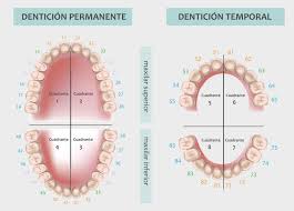 Nomenclatura Dentaria El Codigo Internacional Fdi