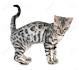 How to Identify a Bengal Cat: 9 Steps (with Pictures ...