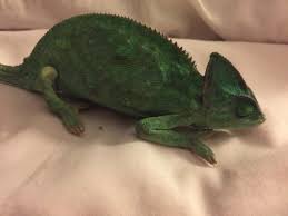 But caring for them can be complex and challenging. Please Help I Think My Cham Is Dying Chameleon Forums
