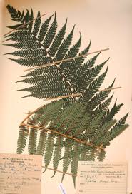 Image result for Cyathea dregei