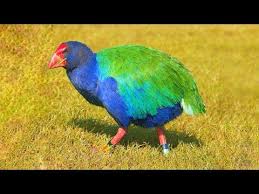Birds That Cannot Fly Images 10 Most Beautiful Flightless Birds In The World Youtube In 2020 Flightless Bird Animals Beautiful Cute Birds