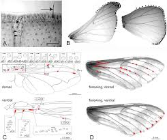 Folded bird wing anatomy which you looking for are available for all of you on this website. Beyond Aerodynamics The Critical Roles Of The Circulatory And Tracheal Systems In Maintaining Insect Wing Functionality Sciencedirect