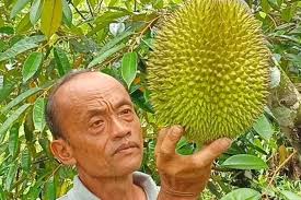 Rasa Durian Lokal Blitar Tak Kalah Nendang, Enak dan Legitnya Dijamin Bikin  Ketagihan