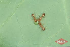 We did not find results for: Pharaoh Ants Control How To Get Rid Of Pharoah Ants