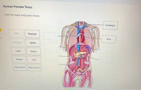 Gallery female anatomy tutorial anatomy human diagram. Solved Human Female Torso Label The Major Body Parts Show Chegg Com