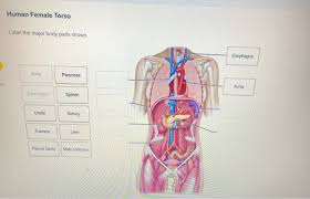 Once you think you've got a good idea of which region is which, you can test your memory by labeling a blank diagram yourself. Solved Human Female Torso Label The Major Body Parts Show Chegg Com