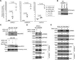These work well for a creation theme, christmas theme and abraham theme. Mtor Kinase Inhibition Disrupts Neuregulin 1 Erbb3 Autocrine Signaling And Sensitizes Nf2 Deficient Meningioma Cellular Models To Igf1r Inhibition Journal Of Biological Chemistry