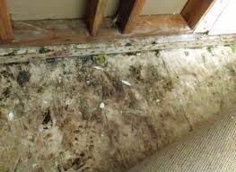 For example, if the kitchen has black mold in it, everyone that enters the kitchen would be at risk of developing health problems. 100 Pictures Of Mold In The Home