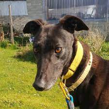 Es ist nicht immer leicht zu beurteilen, welcher hund passt in welches zuhause, bzw. Zuhause Gesucht Greyhound Forever E V