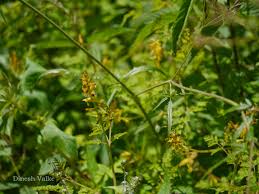 Image result for Corydalis mildbraedii
