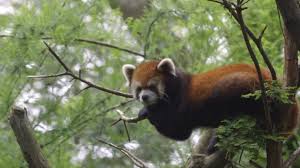 The zoo is closing its doors: Watch The Zoo Season 4 Episode 1 Free Online 123movies