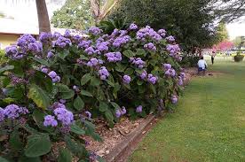 Image result for Bartlettina