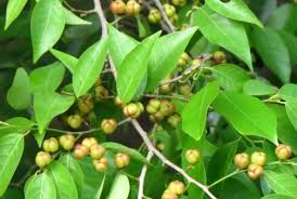 Image result for Cleistanthus schlechteri