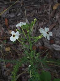 Image result for Jamesbrittenia albobadia