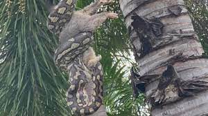 Gran serpiente se traga zarigüeya en jardines belgas |  Boletín de Townsʋille