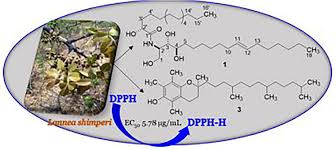 Image result for Lannea schimperi