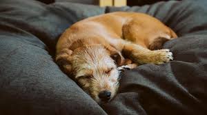 You would need a large dog bed for your big pooch! The Best Dog Beds Of 2021 Reviewed