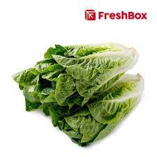 Maybe you would like to learn more about one of these? Freshbox Romaine Lettuce Sayuran 500 G Terbaru Agustus 2021 Harga Murah Kualitas Terjamin Blibli