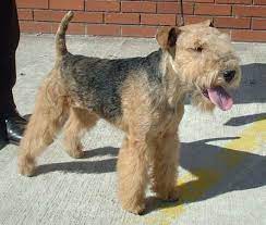 Lakeland Terrier Ras Anjing