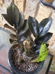 When i took it out of the pot, there was a huge patch of pest eggs (see pic) on the roots, which were starting to rot. Sale Zz Plant Zamioculcas Zamiifolia Succulent Aroid Rare Houseplant Indoor Air Purifier Plants Succulents House Plants