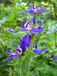 Image result for Indigofera roseo-caerulea