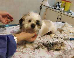 گالری تصاویر بخش گرومینگ | کلینیک آدورینا