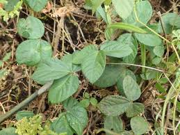 Image result for Eriosema parviflorum