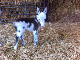 How tall is dinah, tanglewood farm miniature donkey? For Sale Miniature Donkeys For Sale Uk