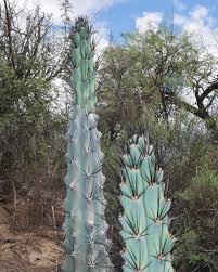 Image result for Pycreus aethiops