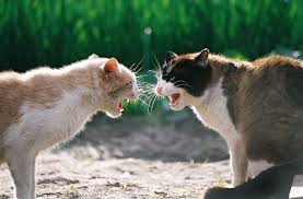 If there's growling, it's most likely not. if there's nothing other than the occasional meow or chirp, this means your cats are probably having fun. Why Do Cats Groom Each Other And Then Fight The Reason Faqcats Com