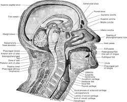 In one study of 129 adults, the point of termination of the spinal cord varied from the lower third of the twelfth thoracic vertebra to the middle third of the third lumbar. Vocal Tract An Overview Sciencedirect Topics