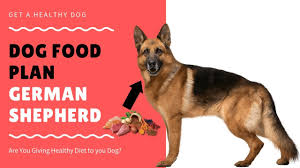 Dog Food Plan German Shepherd Dog Facts In Hindi Animal Channel Hindi